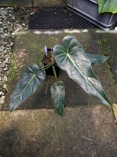 (Category: ) located in . Submitted by rootsingarden (Listing ID 1229133099, Image 1). Description: .
