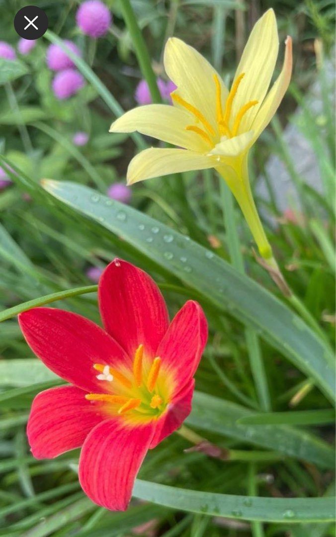 Rain lily bulbs (mixed colours), Furniture & Home Living, Gardening