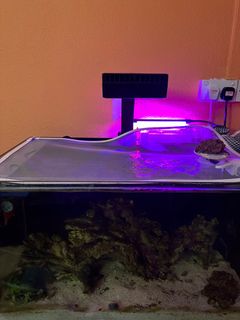 (Category: ) located in . Submitted by soloxholic (Listing ID 1229233462, Image 1). Description: .