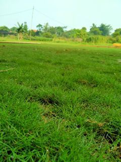 Rumput Swiss  / Meter