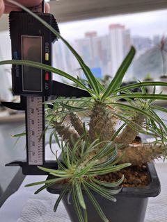 （分類：）位於 。 由 hkplanthk 提交（商品編號 1224389150，圖片 1）。簡介： 。