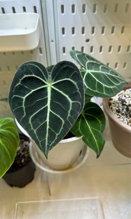 （分類：）位於 。 由 joyofplant 提交（商品編號 1224405906，圖片 1）。簡介： 。
