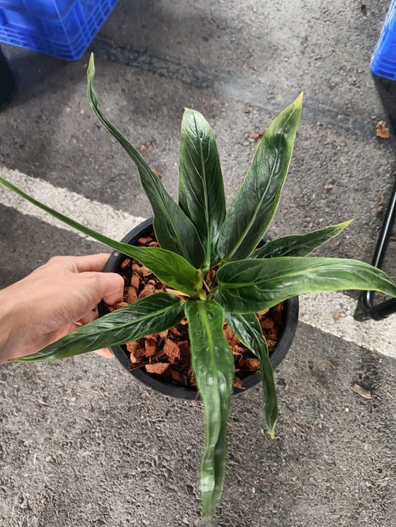 tarzan dracaena Dracaena marginata 'Tarzan' – The Victorian Atlanta main image 1