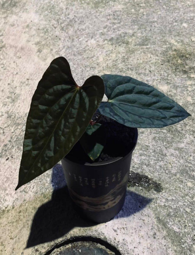 Anthurium Night Queen (Lux x Papi), 傢俬＆家居, 園藝, 植物及種子 Carousell