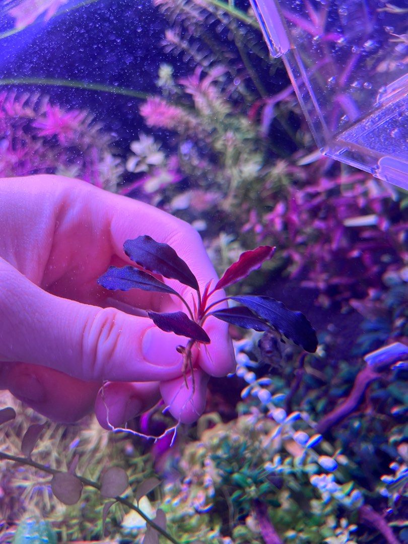 Bucephalandra sp. Ghost nakamoto 11-12 Bucephalandra Brownie Bucephalandra sp. Ghost nakamoto 11-12 Bucephalandra Brownie