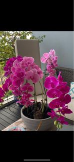 (Category: ) located in . Submitted by natahen (Listing ID 1224416238, Image 1). Description: .