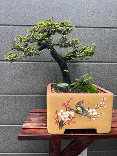 (Category: ) located in . Submitted by bonsai_b (Listing ID 1224464589, Image 1). Description: .