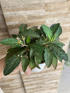 (Category: ) located in . Submitted by leafygardener (Listing ID 1224440906, Image 1). Description: .