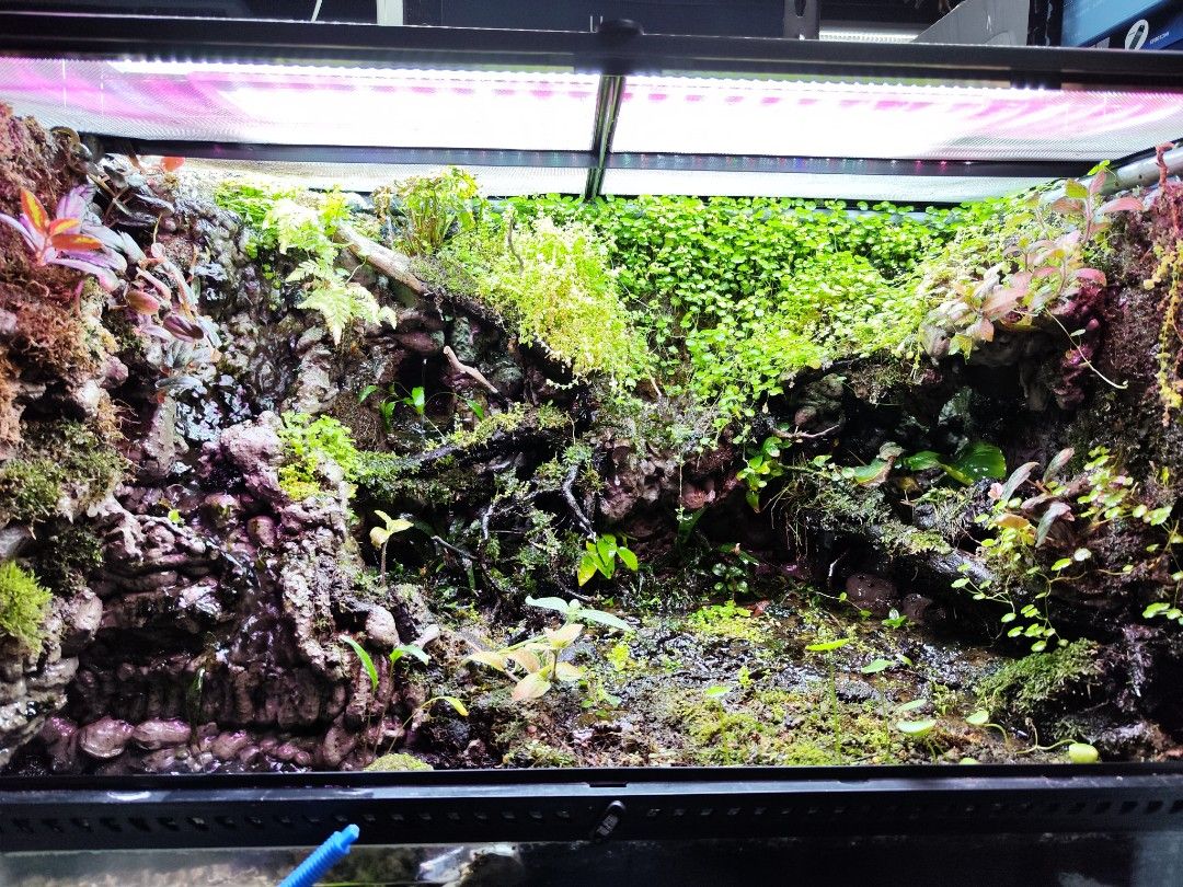 Ready made terrarium/ paludarium/ EXO TERRA, Pet Supplies, Homes