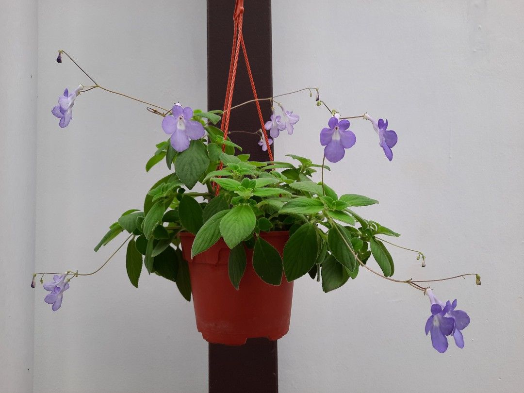 Flowering Plant in hanging pot Concord Blue / Streptocarpus Saxorum
