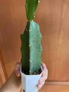 (Category: ) located in . Submitted by leafygardener (Listing ID 1224366832, Image 1). Description: .