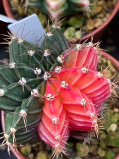 (Category: ) located in . Submitted by leafygardener (Listing ID 1224371799, Image 1). Description: .