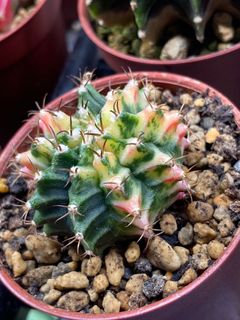 (Category: ) located in . Submitted by leafygardener (Listing ID 1224391019, Image 1). Description: .
