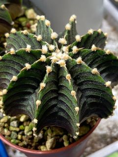 (Category: ) located in . Submitted by leafygardener (Listing ID 1224372154, Image 1). Description: .