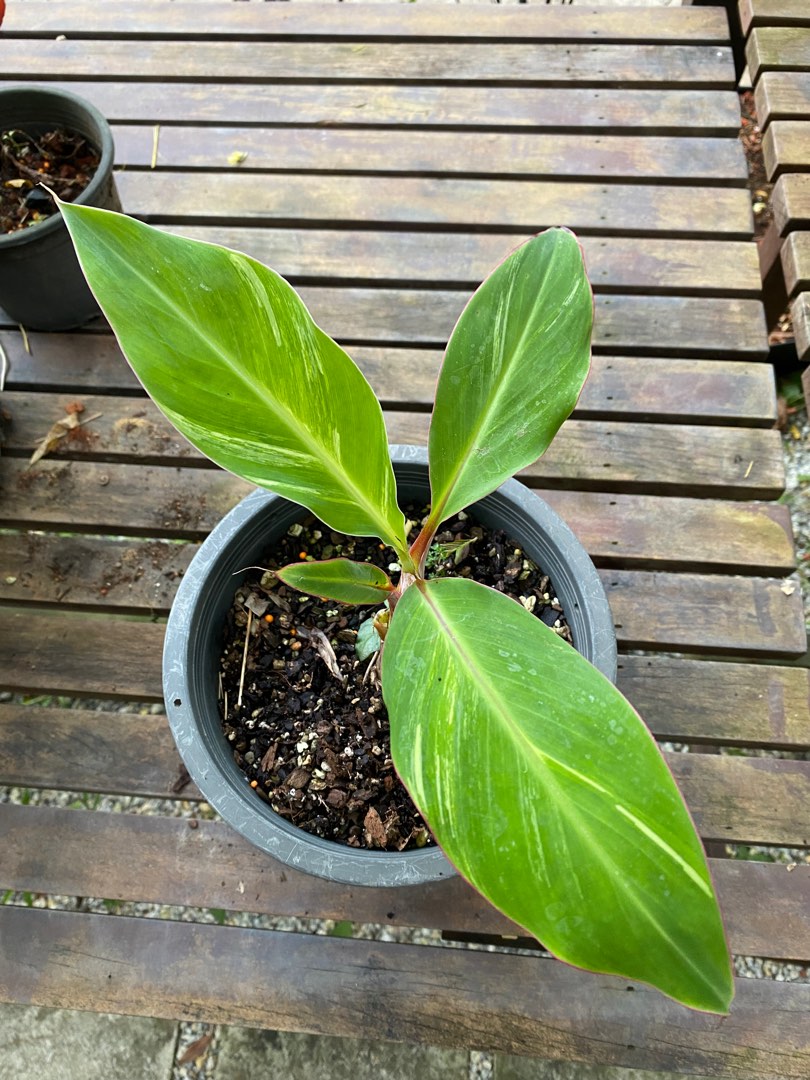 Musa ice cream variegated dwarf banana, Furniture & Home Living