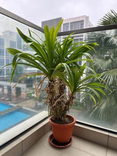 Pandan Plant