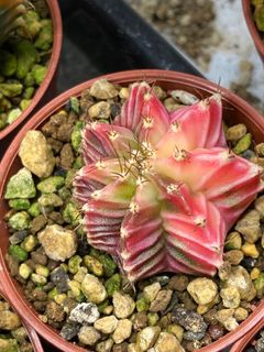 (Category: ) located in . Submitted by leafygardener (Listing ID 1224388608, Image 1). Description: .