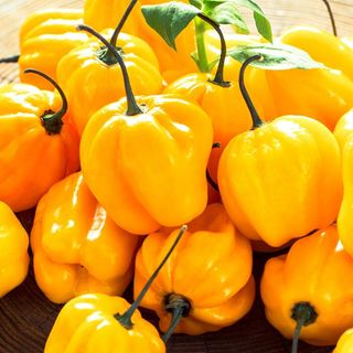 (Category: ) located in . Submitted by findingplants (Listing ID 1224527755, Image 1). Description: .
