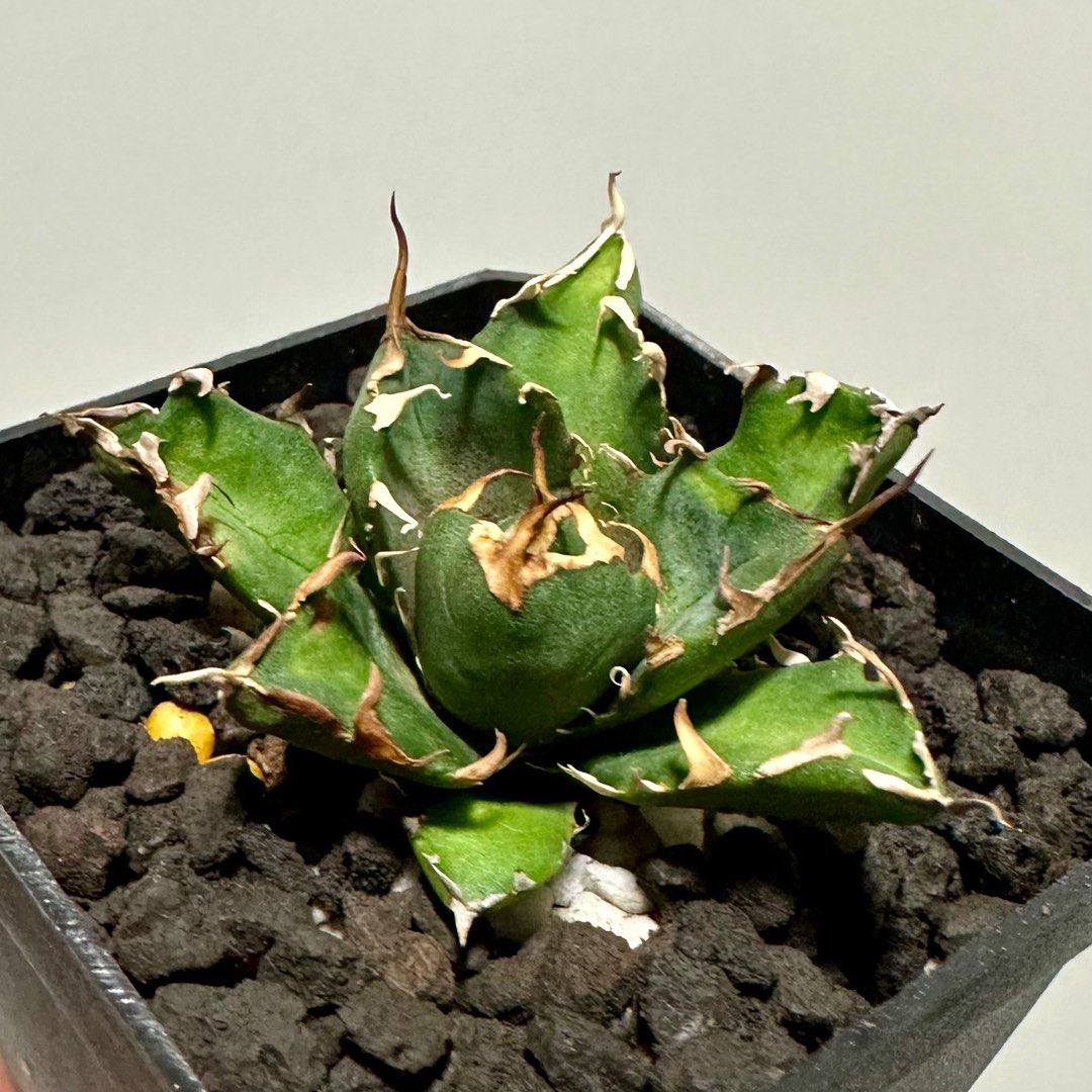 鬼爪008 嚴龍龍舌蘭Agave Titanota 'Ghost Claw' 多肉植物塊根植物象牙 