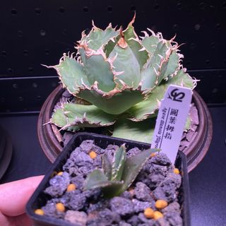 （分類：）位於 。 由 kyle314 提交（商品編號 1229374573，圖片 1）。簡介： 。