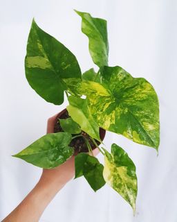 Alocasia & Colocasia Collection item 2