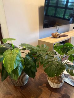 (Category: ) located in . Submitted by raihan14 (Listing ID 1229360325, Image 1). Description: .