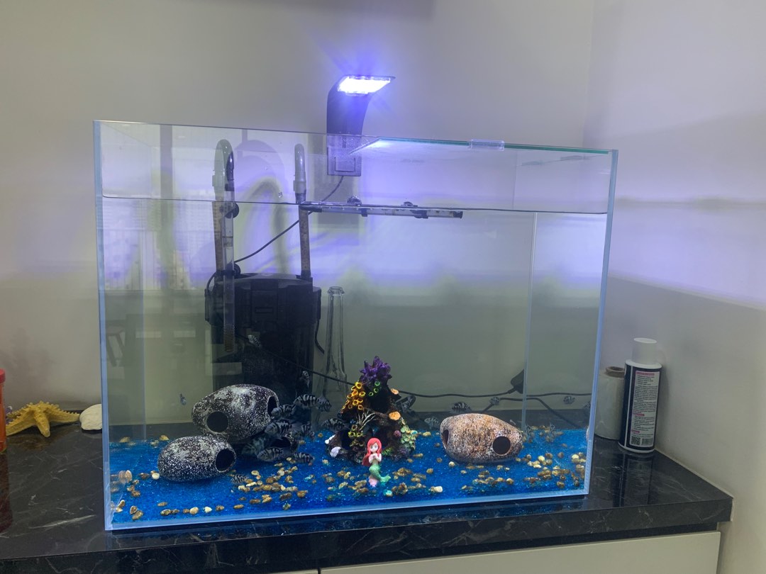 Complete fish tank setup with blue parrat fishes 100, Pet Supplies