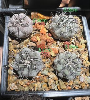 （分類：）位於 。 由 newtree.6ff322 提交（商品編號 1229429453，圖片 1）。簡介： 。