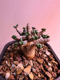 （分類：）位於 。 由 newtree.6ff322 提交（商品編號 1229349358，圖片 1）。簡介： 。
