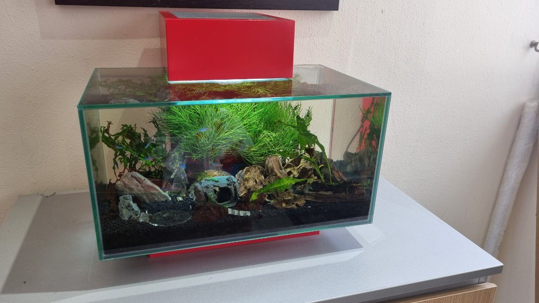 Fluval Edge 23L Red Aquarium Set (filtration included), Pet Supplies