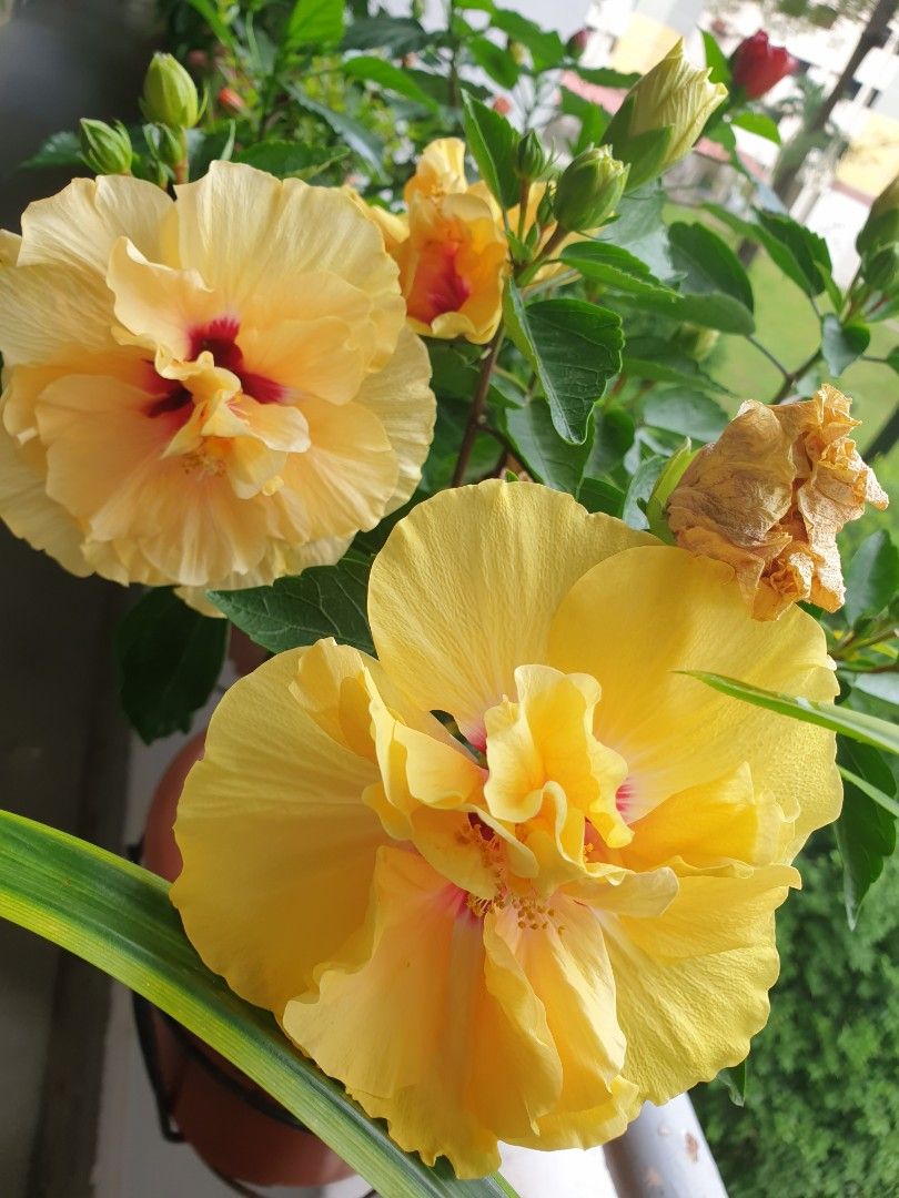 Hibiscus Double Petai Yellow Colour Bushy Healthy Happy Plant
