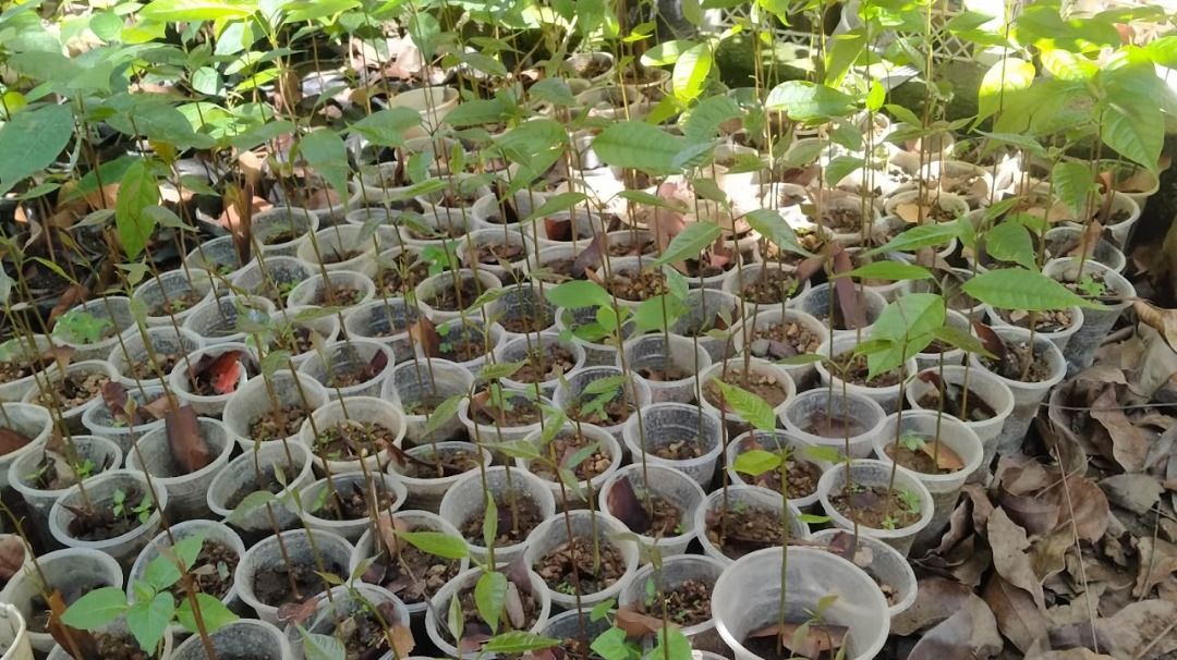 Hundreds Of Emerging Mahogany Seedlings Now Shipping Thru Lalamove