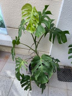 LARGE Monstera Albo Borgisiana *Reverted*