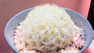 （分類：）位於 。 由 newtree.6ff322 提交（商品編號 1229343520，圖片 1）。簡介： 。