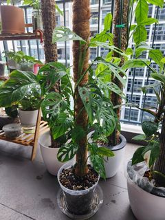 Monstera Adensonii "swiss cheese"
