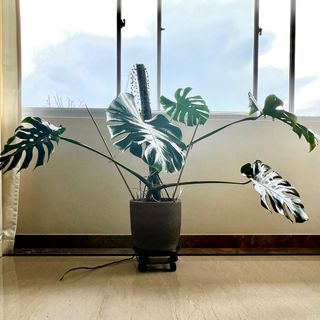 (Category: ) located in . Submitted by jackaloha (Listing ID 1229328347, Image 1). Description: .