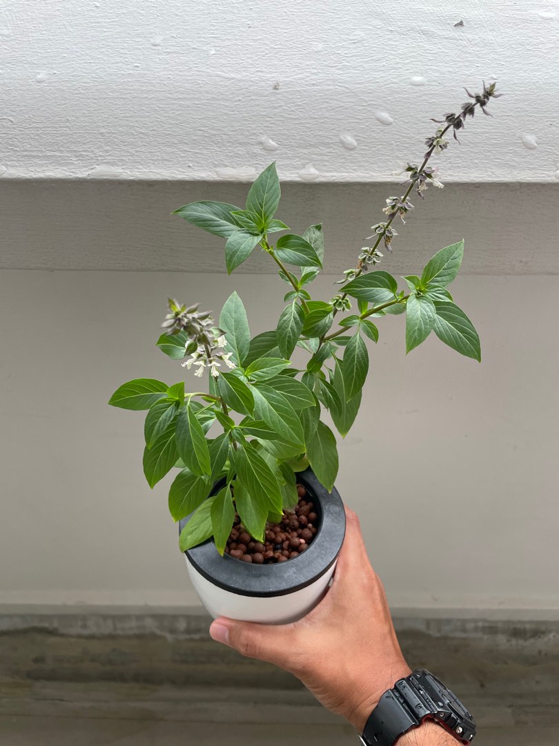 Thai Basil 'Edibles Herb' Plant, Furniture & Home Living, Gardening