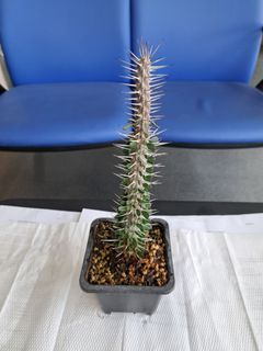 （分類：）位於 。 由 hkplanthk 提交（商品編號 1224578762，圖片 1）。簡介： 。