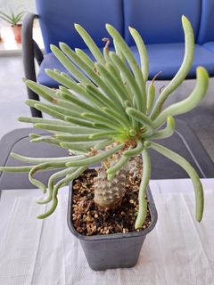 （分類：）位於 。 由 hkplanthk 提交（商品編號 1224579748，圖片 1）。簡介： 。