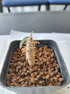 （分類：）位於 。 由 hkplanthk 提交（商品編號 1224582839，圖片 1）。簡介： 。