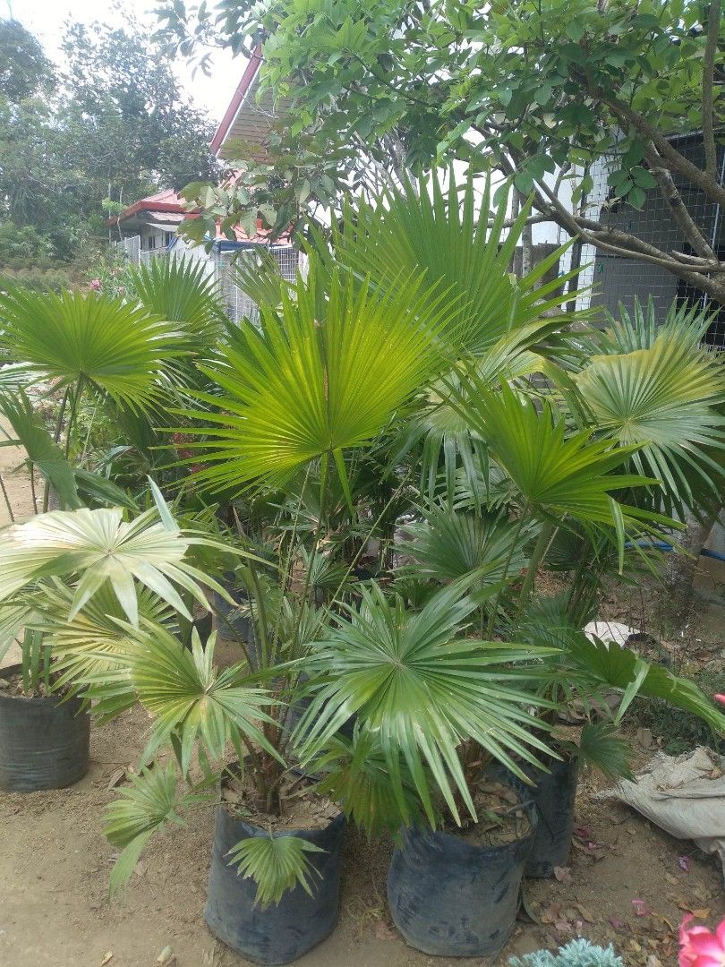 Anahaw, Furniture & Home Living, Gardening, Plants & Seeds on Carousell