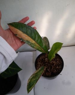 (Category: ) located in . Submitted by Plantszone.Official (Listing ID 1224685952, Image 1). Description: .