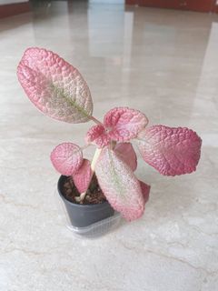 (Category: ) located in . Submitted by happyplanters (Listing ID 1224551957, Image 1). Description: .