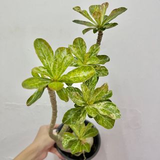 (Category: ) located in . Submitted by geminiplants (Listing ID 1224656173, Image 1). Description: .