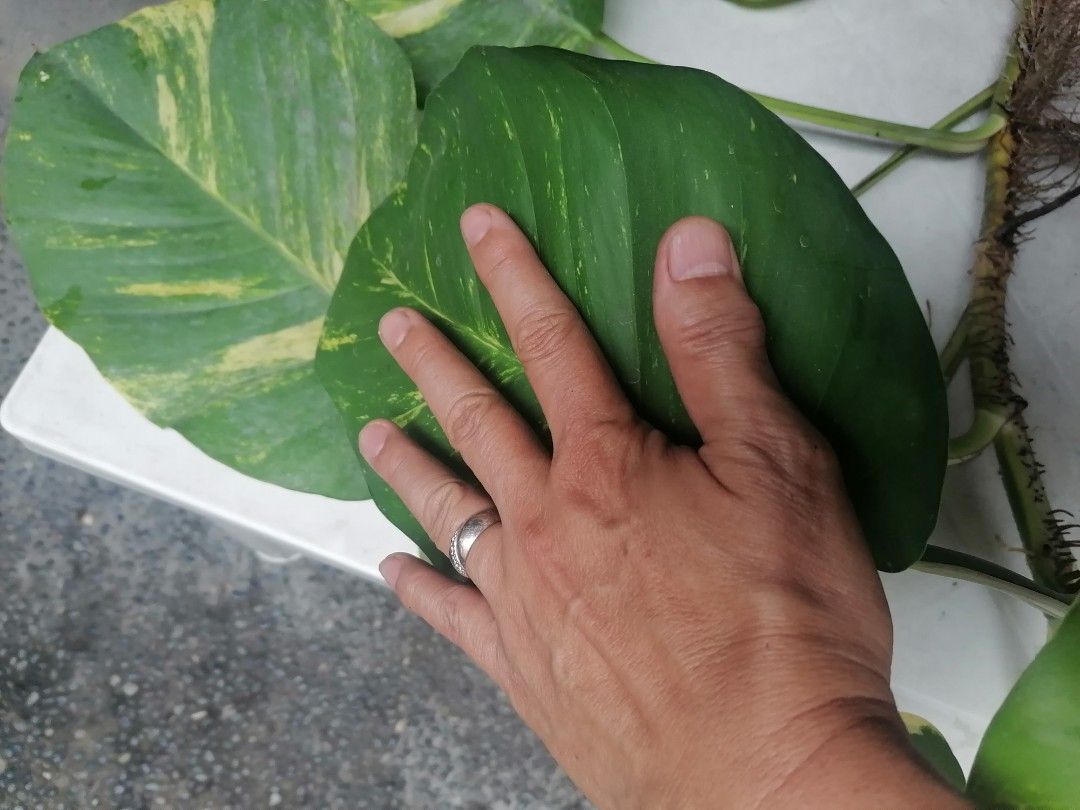 Golden Giant Pothos Plant on Carousell