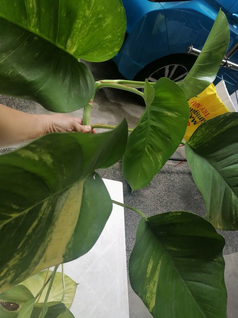 Golden Giant Pothos Plant on Carousell