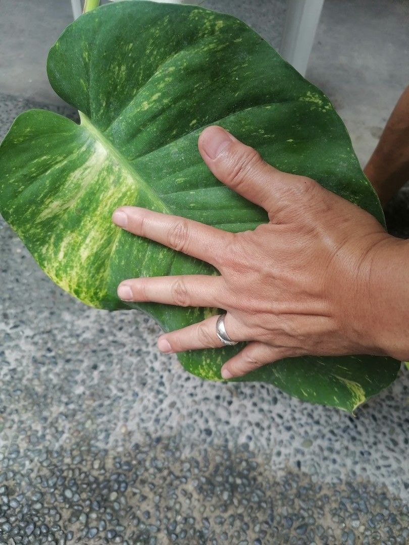 Golden Giant Pothos Plant on Carousell