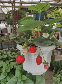 Hanging Strawberry plant