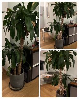 （分類：）位於 。 由 kelmac101 提交（商品編號 1224663179，圖片 1）。簡介： 。