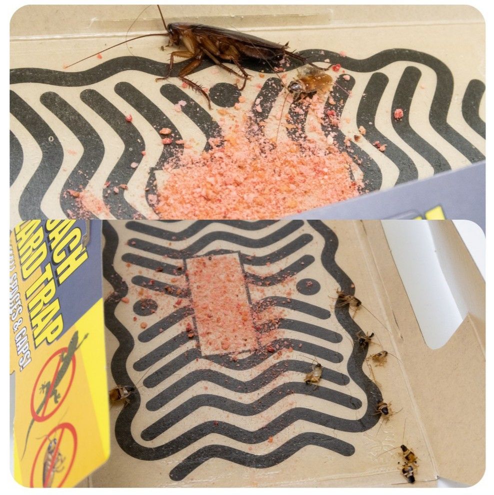 Lizard and Cockroach Trap Repellant Pest Control TikTok Viral